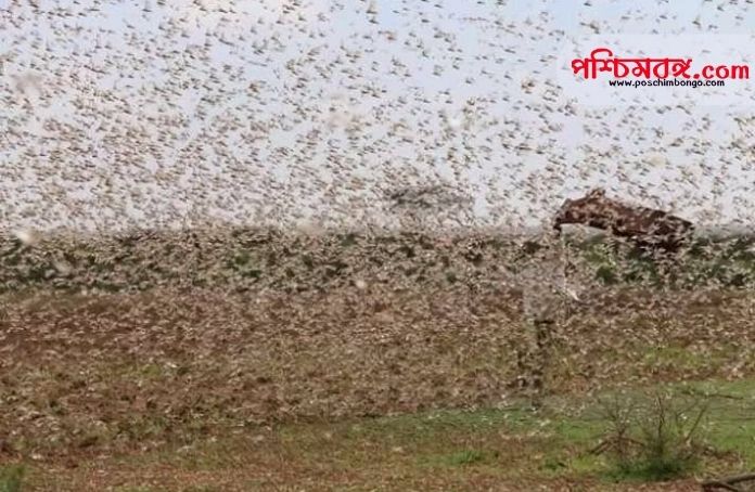 farmer, locusts, পঙ্গপাল, কৃষক, উত্তরপ্রদেশ,