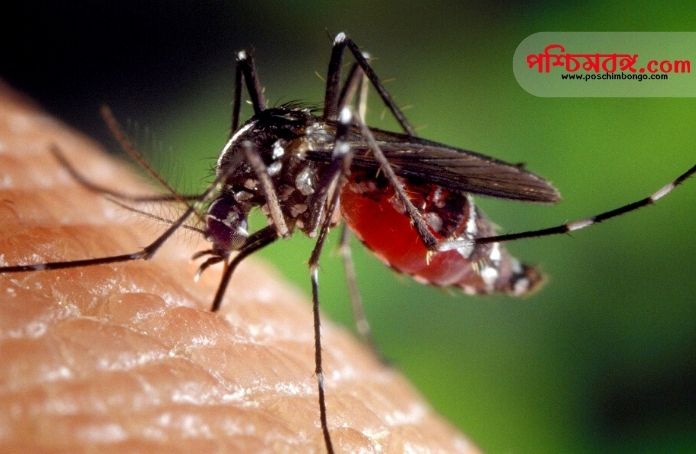 dengue, central government, state government, kolkata