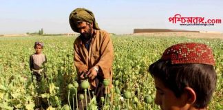 Afghanistan, Taliban, Drugs, drugs production in Afghanistan, আফগানিস্তান, তালিবান, মাদক, আফগানিস্তানে বৃদ্ধি পেয়েছে মাদক উৎপাদন