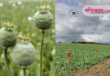 poppy cultivation, Aerial drone survey, poppy seed farming in Bankura and West-Burdwan, পোস্ত চাষ, ড্রোন উড়িয়ে আকাশপথে সমীক্ষা, বাঁকুড়া ও পশ্চিম-বর্ধমানে পোস্ত চাষ